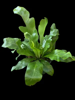 Asplenium Nidus (Birdsnest Fern)