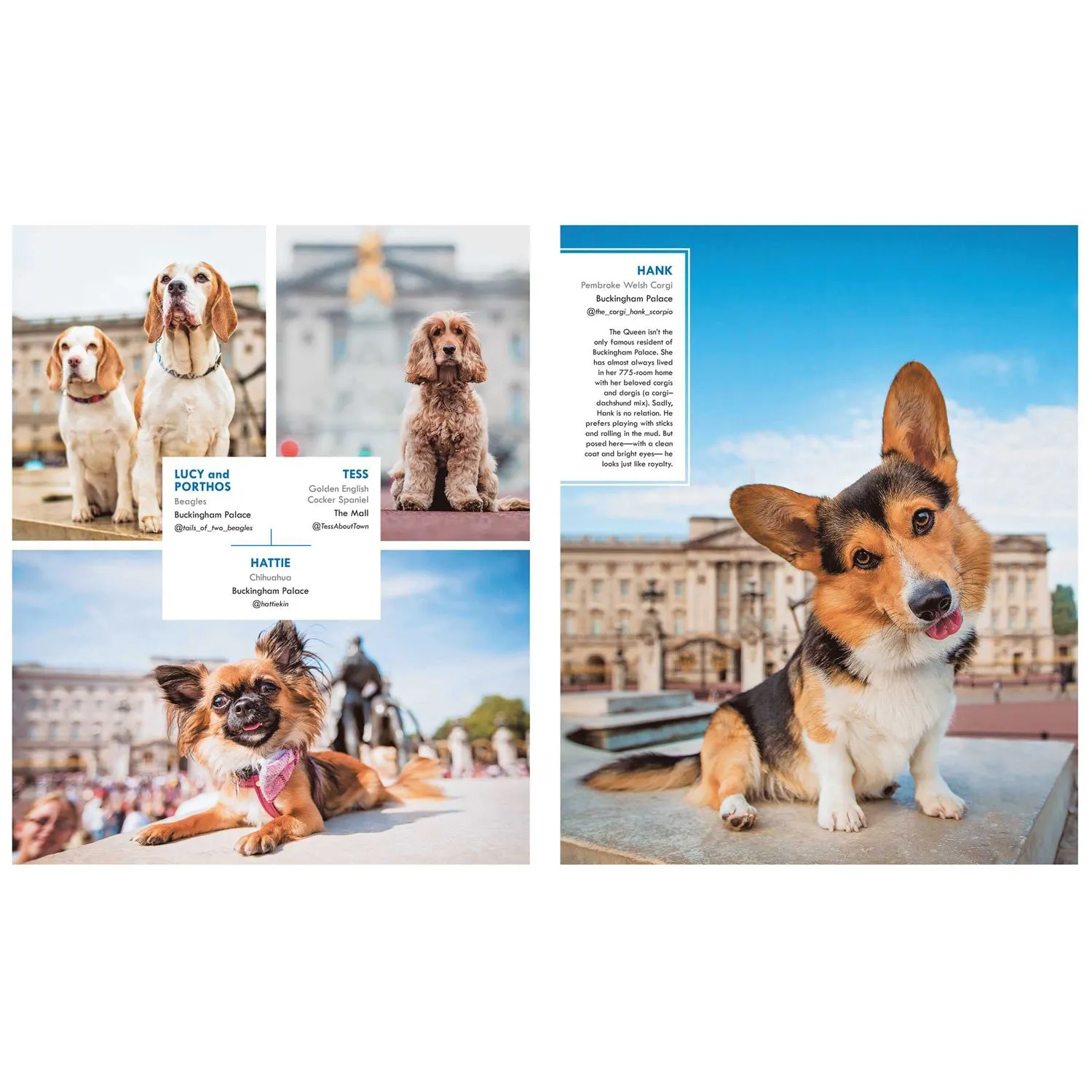 Canines of London Book by Bridget Davey