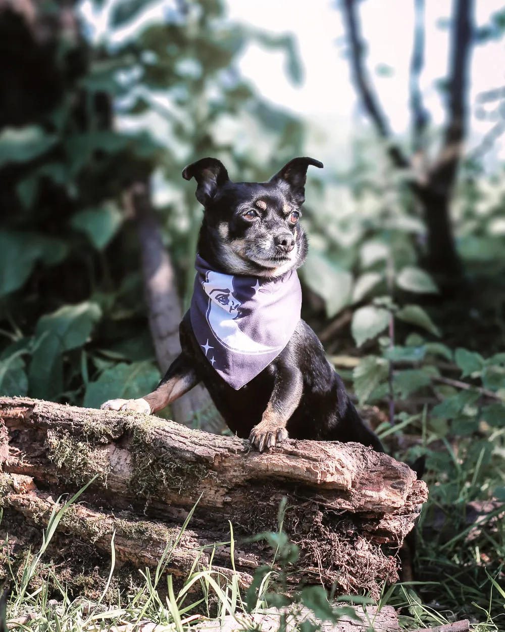 Celestial Pet Bandana - Dog or Cat