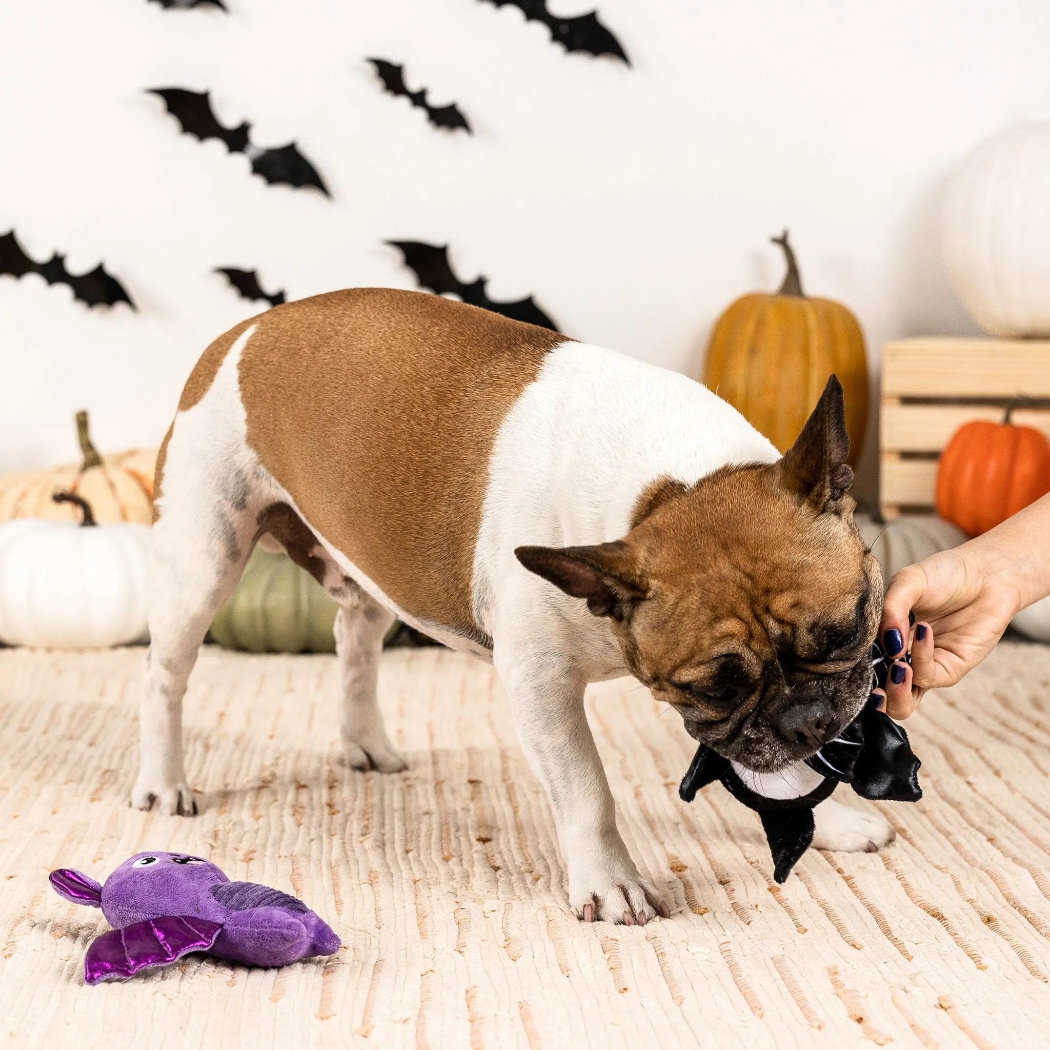 Fringe Bat to the Bone Dog Toys