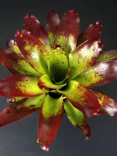 Neoregelia Candy Apple