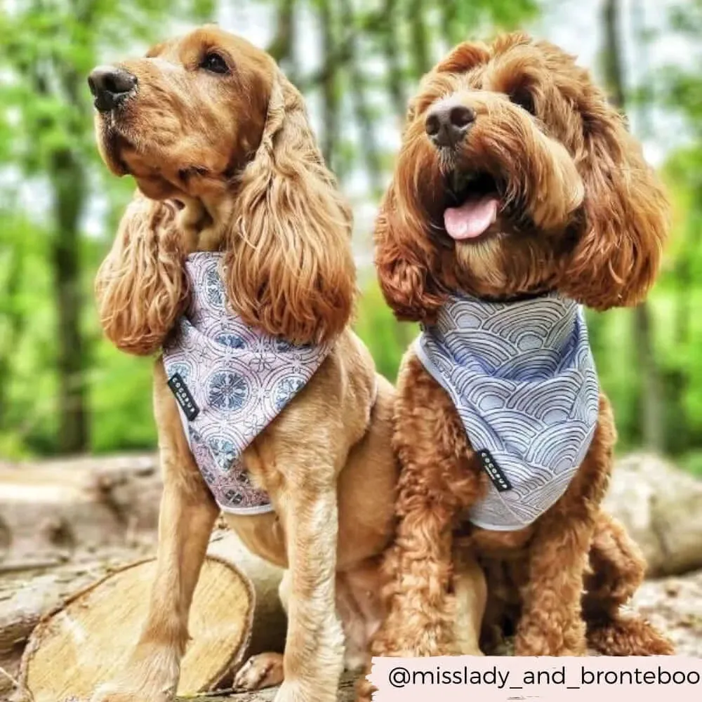 Pet Bandanas