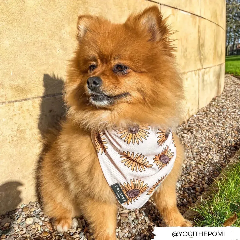 Pet Bandanas