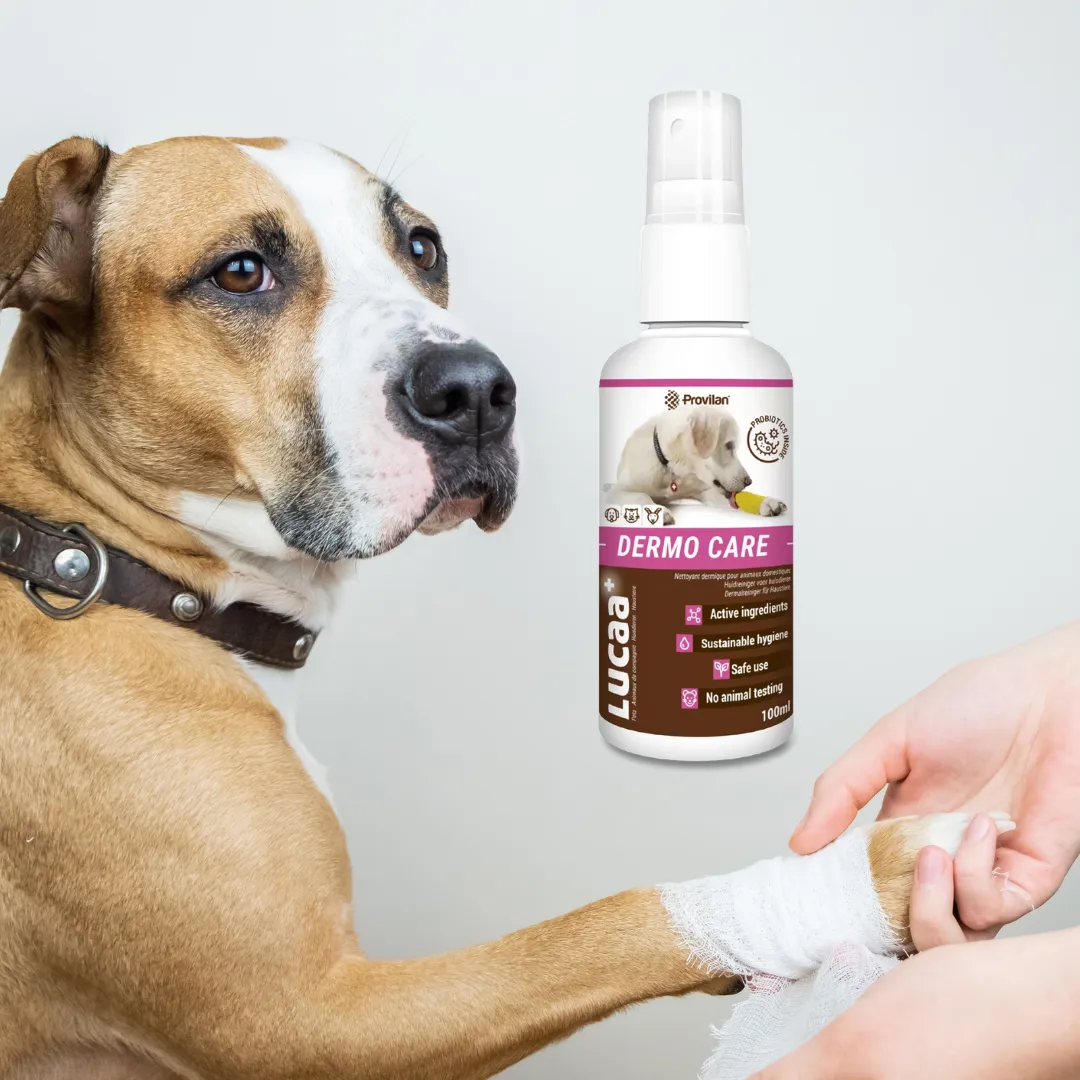 Probiotic Dermo Care Spray for Pets | Provilan Lucca 