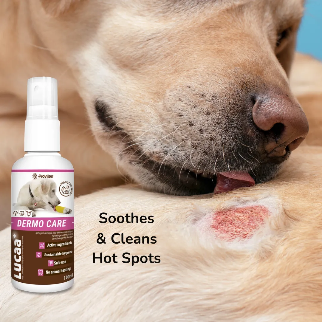 Probiotic Dermo Care Spray for Pets | Provilan Lucca 