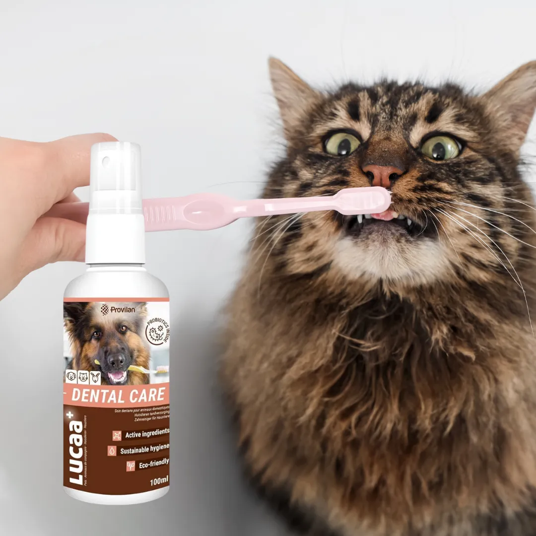 Probiotic Pet Dental Care | Provilan Lucca 