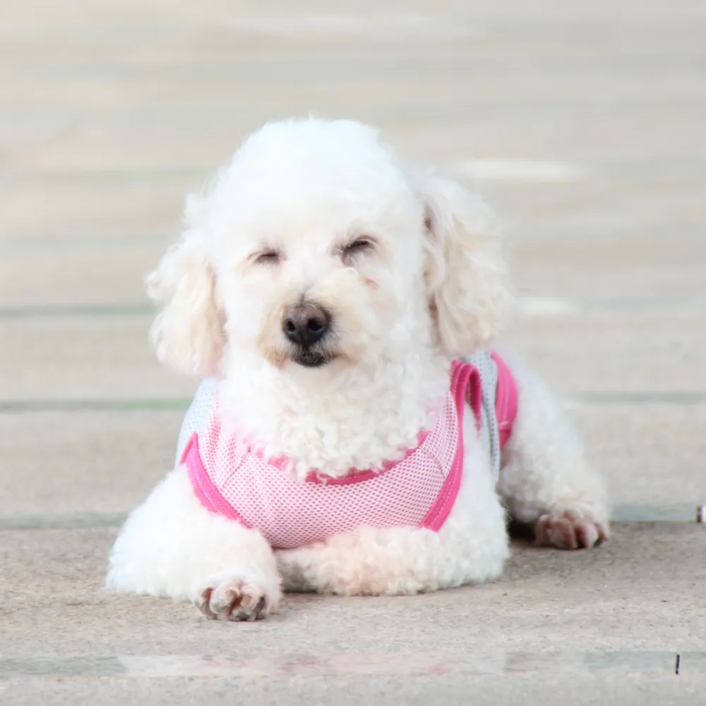 Talking Dog Club Coolios Cooling Vests for Dogs (Pink)